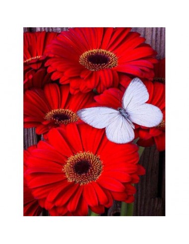 Broderie Diamant  Gerbera Rouge et Papillon de pas cher