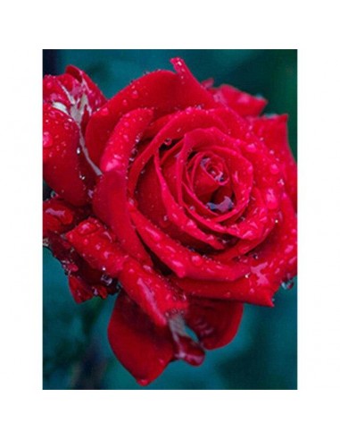 Broderie Diamant  Rose Rouge et Goutte d'Eau Les êtres humains sont 