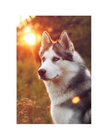 Broderie Diamant  Husky au Coucher de Soleil acheter