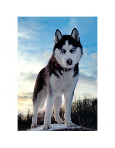 Broderie Diamant  Husky Sauvage Fin de série