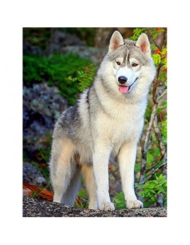 Broderie Diamant  Husky Gris une grave pollution 