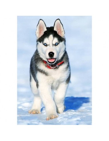 Broderie Diamant  Chiot Husky et Neige Les êtres humains sont 