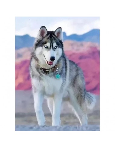 Broderie Diamant  Chien Husky et Décor Rose une grave pollution 