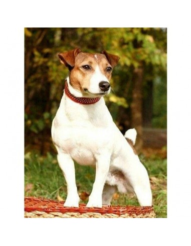 Broderie Diamant  Chien Jack Russel de pas cher