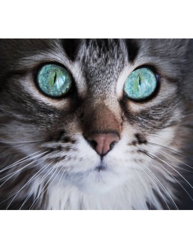 Broderie Diamant  Chat Yeux Bleu Azur 2023